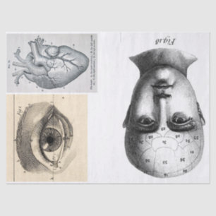 Kram-Zeitschriften-Anatomie-Element-Blatt Seidenpapier