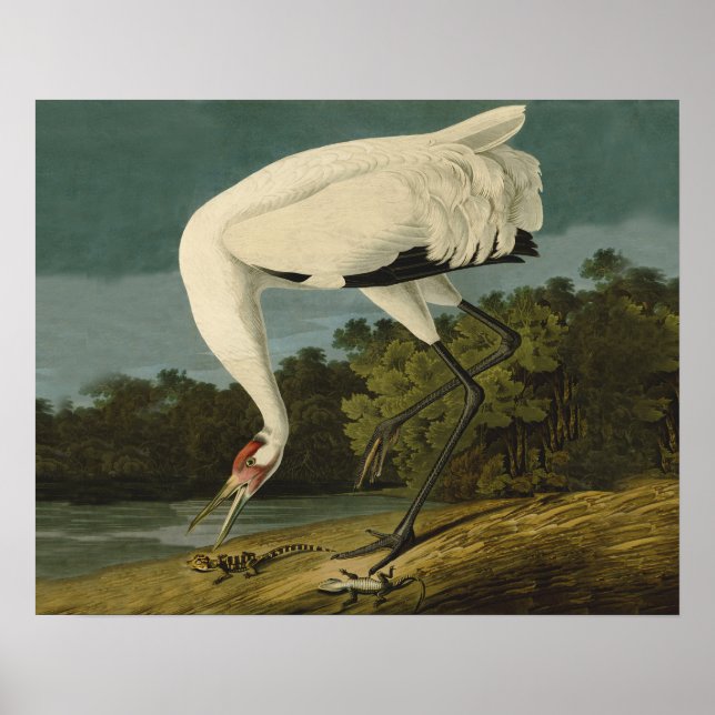 Krane Audubon Vogelmalerei Poster (Vorne)