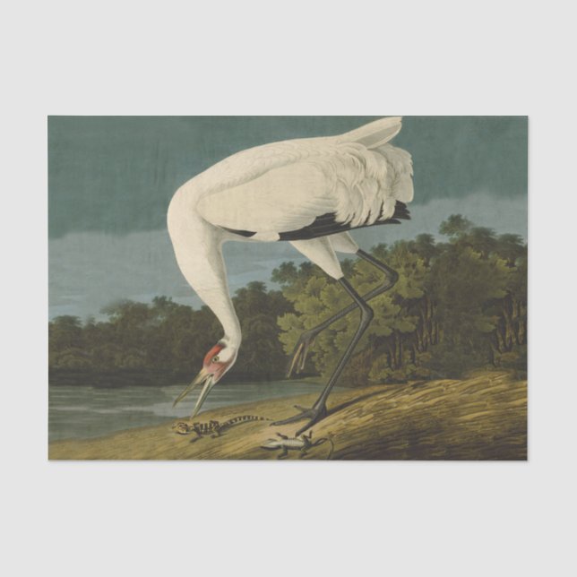 Krane Audubon Vogelmalerei Seidenpapier (Vorderseite)