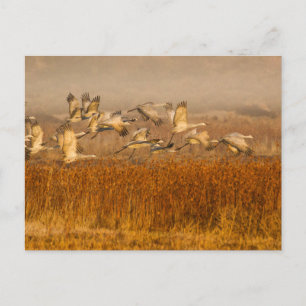 Krane auf dem Goldenen Feld Postkarte