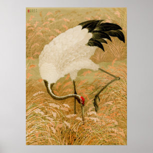 Krane auf Reisfeldern Poster