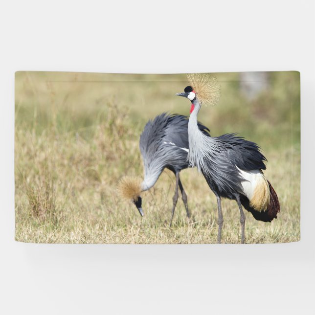 Krane bei Masai Mara Banner (Horizontal)