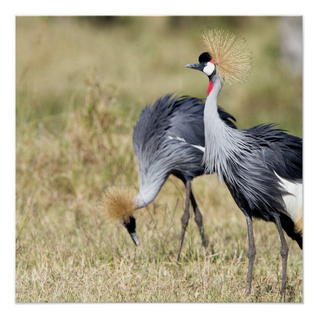 Krane bei Masai Mara Poster (Vorderseite)