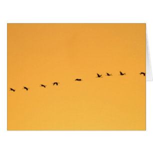 Krane bei Sonnenaufgang
