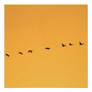 Krane bei Sonnenaufgang Poster
