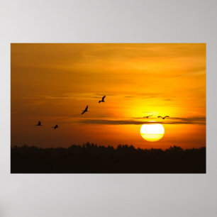 Krane bei Sonnenaufgang Poster