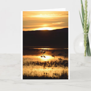 Kräne, die am Sonnenuntergang füttern Karte
