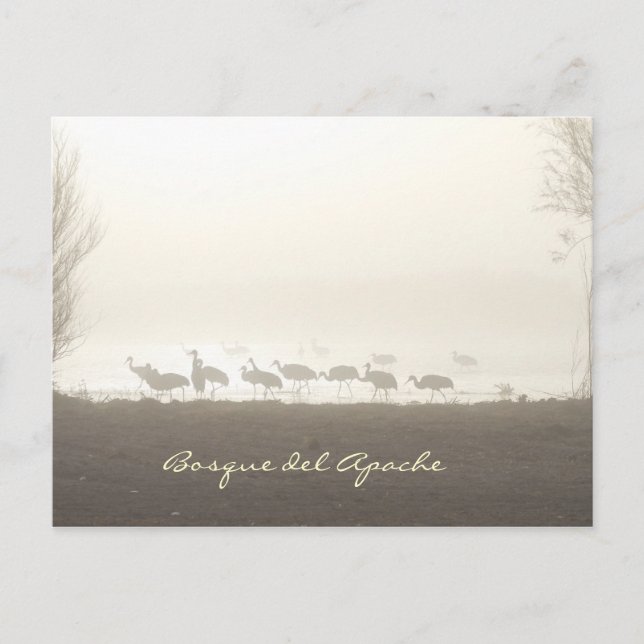 Krane im Nebel Bosque del Apache Postkarte (Vorderseite)