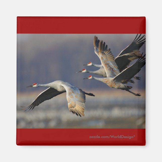 Krane Magnet (Vorne)