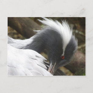 Krane Nahe DIY Postkarte