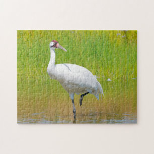 Krane Wading in Marsh