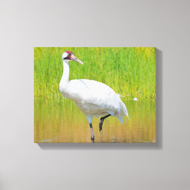 Krane Wading in Marsh Leinwanddruck (Vorderseite)