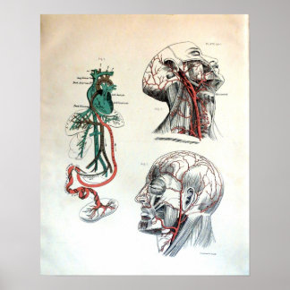 Kranialer Kreislauf Poster