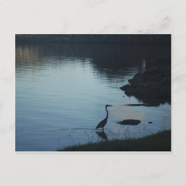 Kranich am See bei Sonnenuntergang Postkarte (Vorderseite)