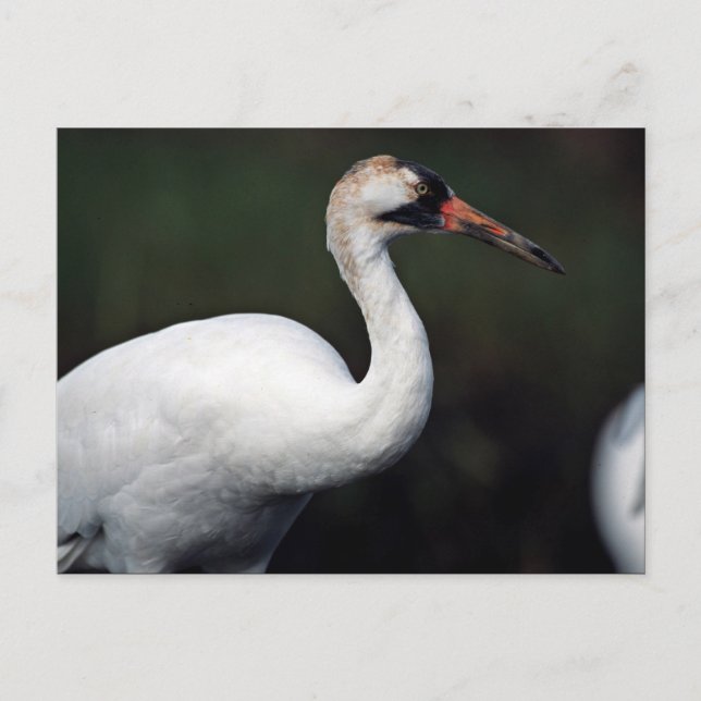 Kranich Postkarte (Vorderseite)