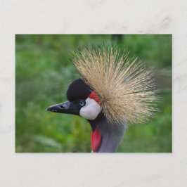 Kraniche Postkarte