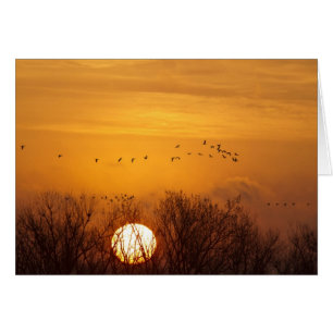 Kraniche silhouettiert gegen aufgehende Sonne