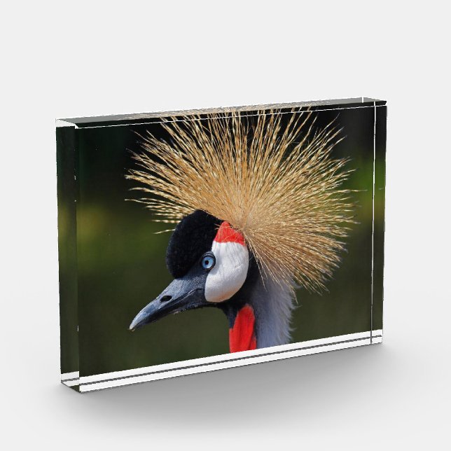 Kranichkranich Fotoblock (Links)