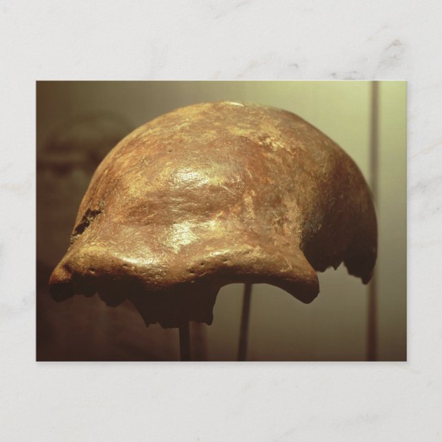 Kranium eines Neandertalers Postkarte (Vorderseite)