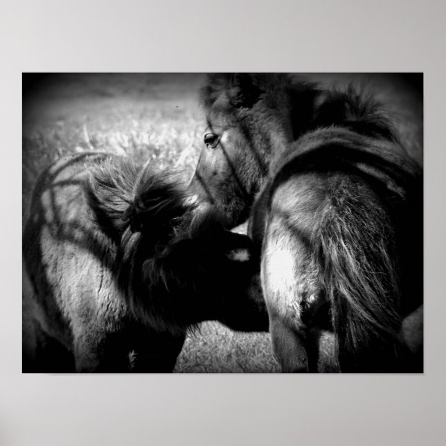 Krankenpflege Filly Poster (Vorne)