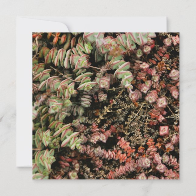 Krassula perforata (Vorderseite)