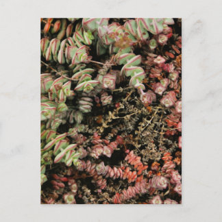 Krassula perforata einladungspostkarte