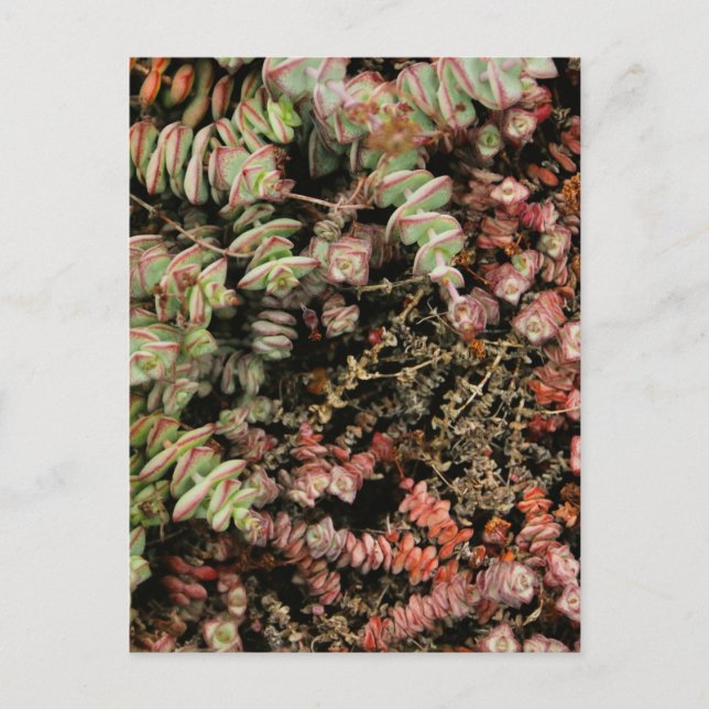 Krassula perforata feiertagspostkarte (Vorderseite)