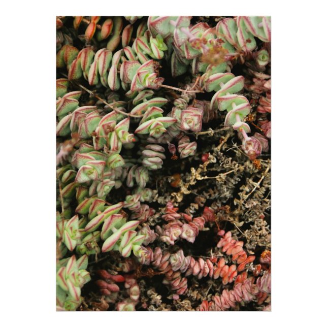 Krassula perforata fotodruck (Vorne)
