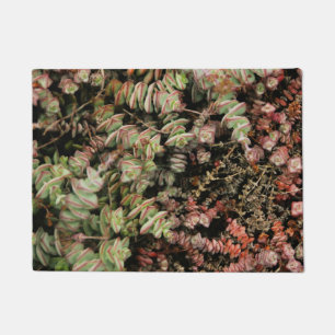 Krassula perforata fußmatte
