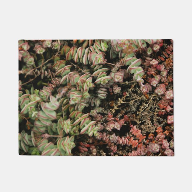 Krassula perforata fußmatte (Vorderseite)