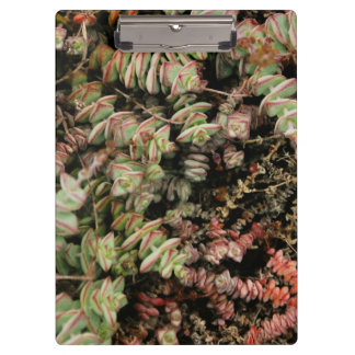 Krassula perforata klemmbrett