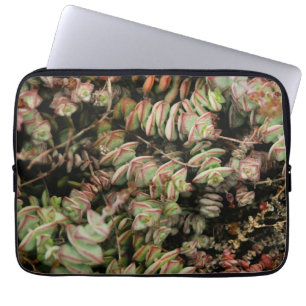 Krassula perforata laptopschutzhülle