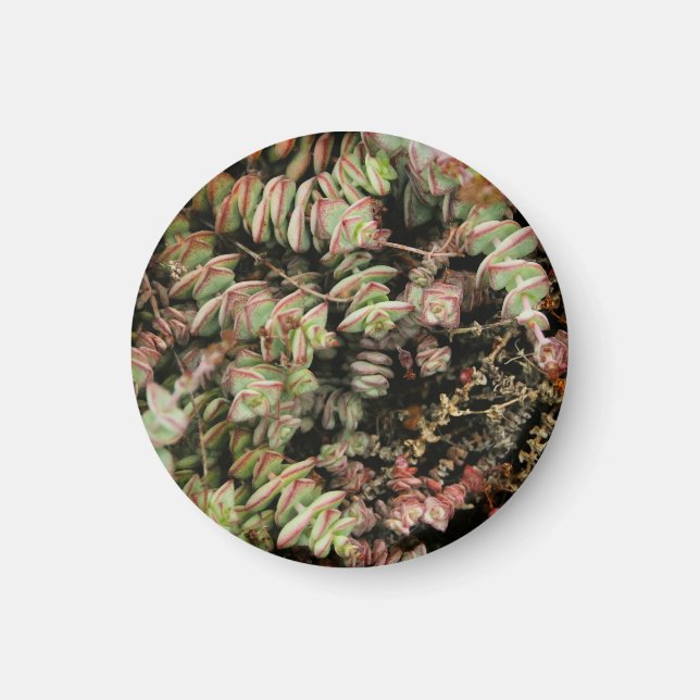 Krassula perforata magnet (Vorne)