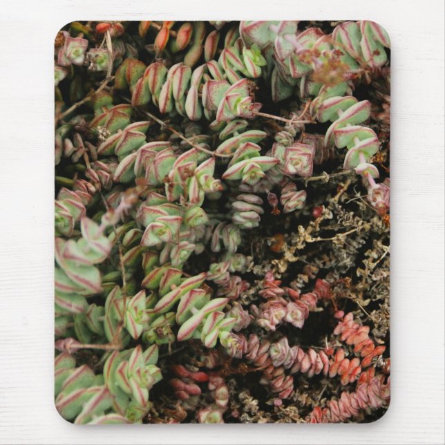 Krassula perforata mousepad (Vorne)