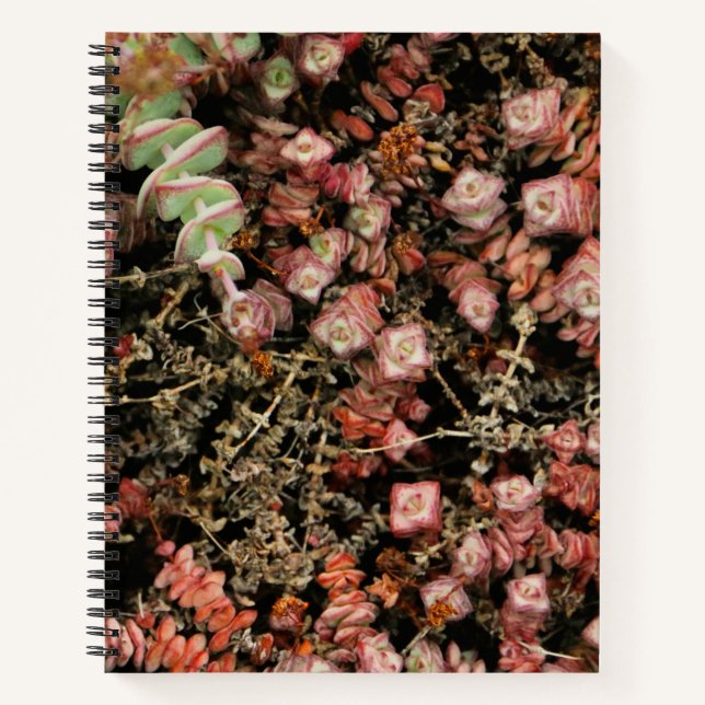 Krassula perforata notizbuch (Vorderseite)