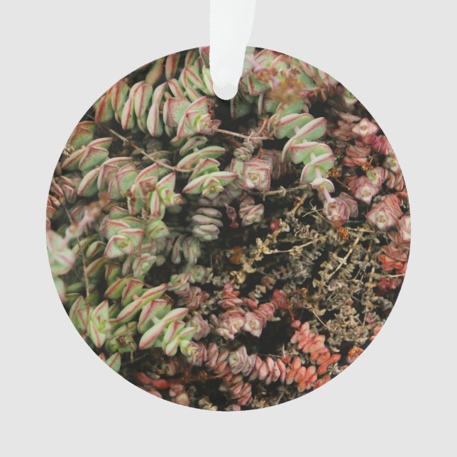Krassula perforata ornament (Vorderseite)