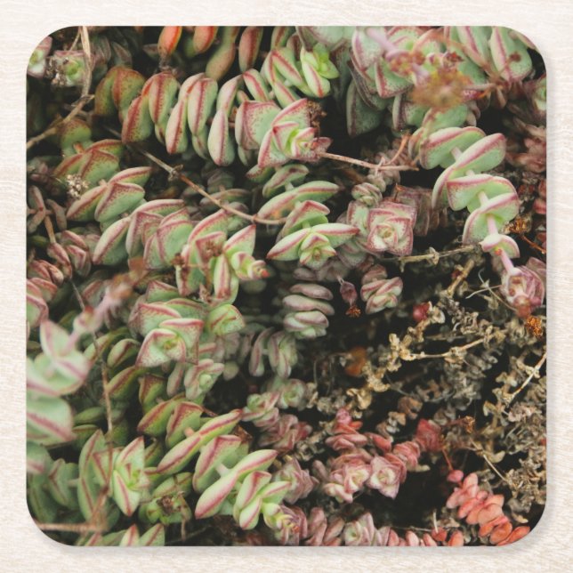 Krassula perforata rechteckiger pappuntersetzer (Vorderseite)