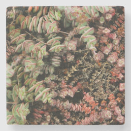 Krassula perforata steinuntersetzer