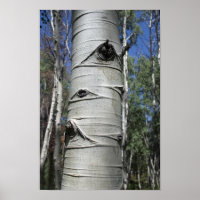 Kraut-Colorado Aspen Tree