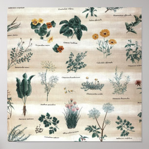 Kräuter Pflanze Blume Poster