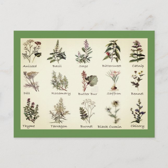 Kräuter und Gewürze Vollfarbige Illustrationen Pos Postkarte (Vorderseite)