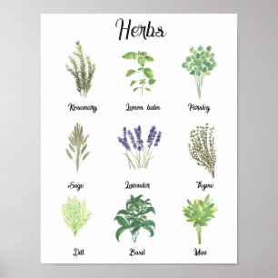 Kräuter Wasserfarbe Salbei Thymian Rosmarin Küche  Poster