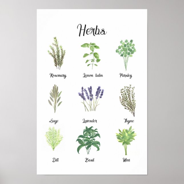 Kräuter Wasserfarbensage Thyme Rosemary Küche Poster (Vorne)