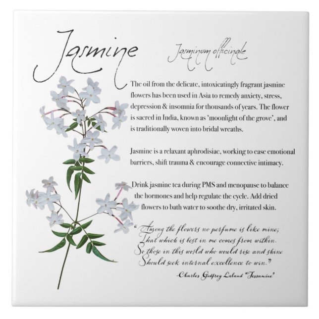 Kräuterapothecary: Jasmine | BLUME KERAMIK Fliese (Vorderseite)