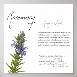 Kräuterapothekar: Rosemary | Botanisches Poster