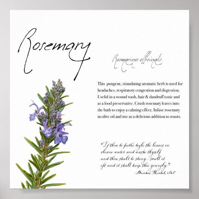Kräuterapothekar: Rosemary | Botanisches Poster (Vorne)