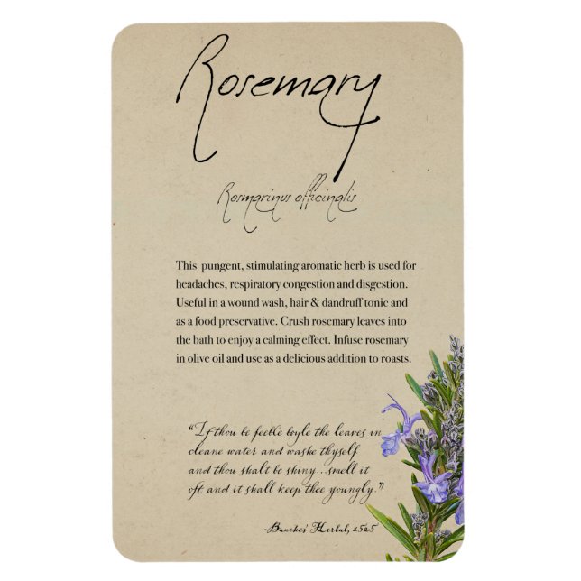 Kräuterapothekar: Rosemary | Magnet (Vertikal)