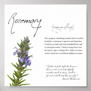 Kräuterapotheke: Rosemary   Botanisches Poster