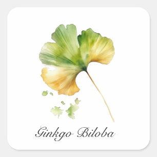 Kräuterleben: Ginkgo Biloba anpassbar Quadratischer Aufkleber