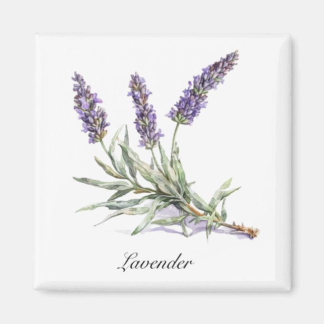 Kräuterleben: Lavendel, anpassbar Magnet (Vorne)